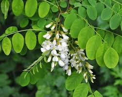 Attēlu rezultāti vaicājumam “Robinia”