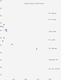Attēlu rezultāti vaicājumam “Syntrichia latifolia macro”