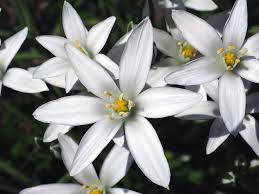Attēlu rezultāti vaicājumam “Ornithogalum umbellatum flower”