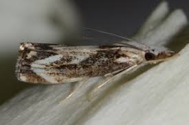 Attēlu rezultāti vaicājumam “Catoptria falsella”