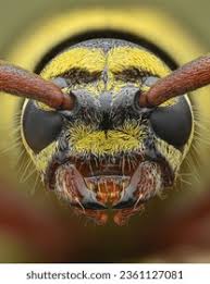 Attēlu rezultāti vaicājumam “Plagionotus detritus imago”