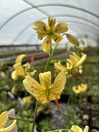 Attēlu rezultāti vaicājumam “Lilium martagon leaf”