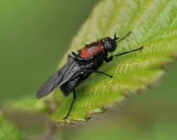 Attēlu rezultāti vaicājumam “Clitellaria ephippium”