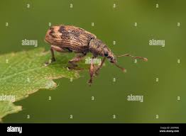 Attēlu rezultāti vaicājumam “Polydrusus tereticollis”