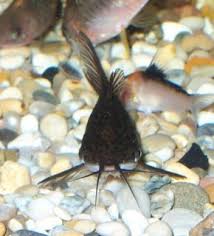 Attēlu rezultāti vaicājumam “Dianema depressum macro”