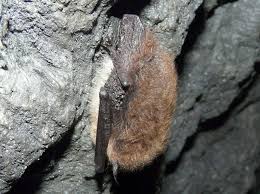 Attēlu rezultāti vaicājumam “Myotis brandtii”