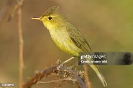 Image result for Hippolais polyglotta