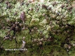 Attēlu rezultāti vaicājumam “Chaenotheca trichialis”