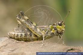 Attēlu rezultāti vaicājumam “Myrmeleotettix maculatus”