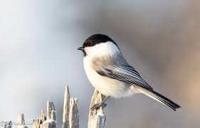 Attēlu rezultāti vaicājumam “Poecile montanus”