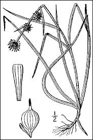 Attēlu rezultāti vaicājumam “Sparganium minimum fruit”
