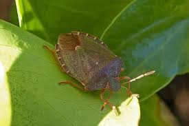 Attēlu rezultāti vaicājumam “Palomena prasina imago”