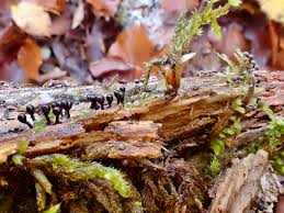Attēlu rezultāti vaicājumam “Trichia botrytis var. cerifera stalked”