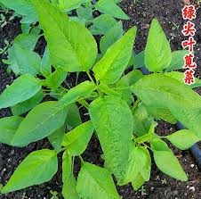 Image result for 公害SEARCH