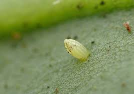Attēlu rezultāti vaicājumam “Pieris rapae larva”