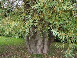 Attēlu rezultāti vaicājumam “Salix x fragilis”