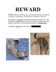 Image result for cat found