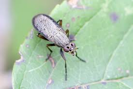 Attēlu rezultāti vaicājumam “Coremacera marginata”