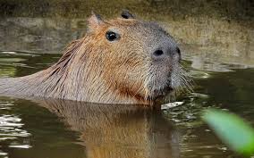 Attēlu rezultāti vaicājumam “Hydrochoerus hydrochaeris”