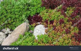 Image result for Sedum album `Coral Carpet`