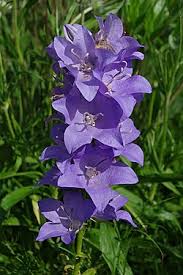 Image result for Campanula formanekiana