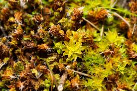 Attēlu rezultāti vaicājumam “Syntrichia ruralis var. ruralis”