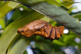 Attēlu rezultāti vaicājumam “Yponomeuta malinellus / cagnagella”