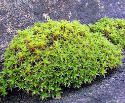 Attēlu rezultāti vaicājumam “Syntrichia latifolia”