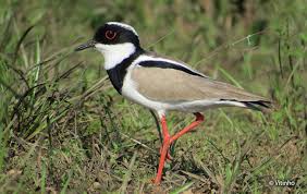 Attēlu rezultāti vaicājumam “Vanellus vanellus adult”