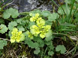 Attēlu rezultāti vaicājumam “Chrysosplenium alternifolium bud”