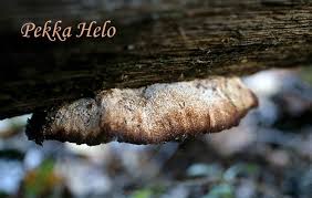 Attēlu rezultāti vaicājumam “Postia leucomallella”