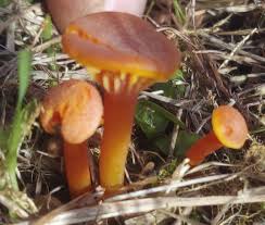 Attēlu rezultāti vaicājumam “Hygrocybe cantharellus”