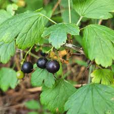 Attēlu rezultāti vaicājumam “Corynephorus canescens fruit”