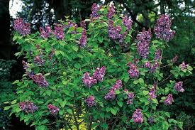 Attēlu rezultāti vaicājumam “Syringa vulgaris flower”
