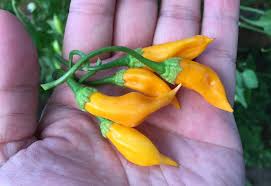 Afbeeldingsresultaat voor aji habanero hot pepper