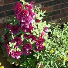 Attēlu rezultāti vaicājumam “Alcea rosea”