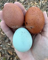 Attēlu rezultāti vaicājumam “Scolopax rusticola eggs”