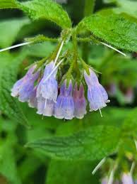 Attēlu rezultāti vaicājumam “Symphytum asperum flower”
