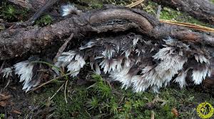 Attēlu rezultāti vaicājumam “Thelephora penicillata”