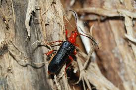 Attēlu rezultāti vaicājumam “Rhamnusium bicolor”