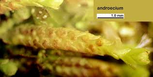 Attēlu rezultāti vaicājumam “Jungermannia leiantha”