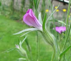 Image result for Agrostemma githago