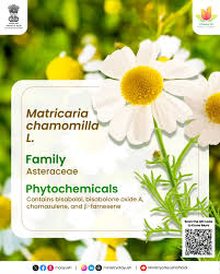 Attēlu rezultāti vaicājumam “Matricaria chamomilla”