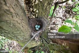 Attēlu rezultāti vaicājumam “Turdus merula eggs”