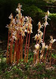 Attēlu rezultāti vaicājumam “Epipogium aphyllum”