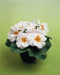 Attēlu rezultāti vaicājumam “Primula x margotae”