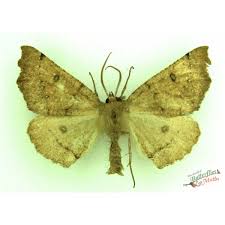 Attēlu rezultāti vaicājumam “Odontopera bidentata”