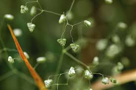 Attēlu rezultāti vaicājumam “Briza media bud”