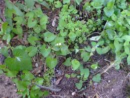 Attēlu rezultāti vaicājumam “Claytonia sibirica”