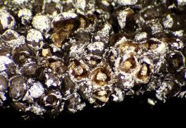 Attēlu rezultāti vaicājumam “Diderma subviridifuscum”